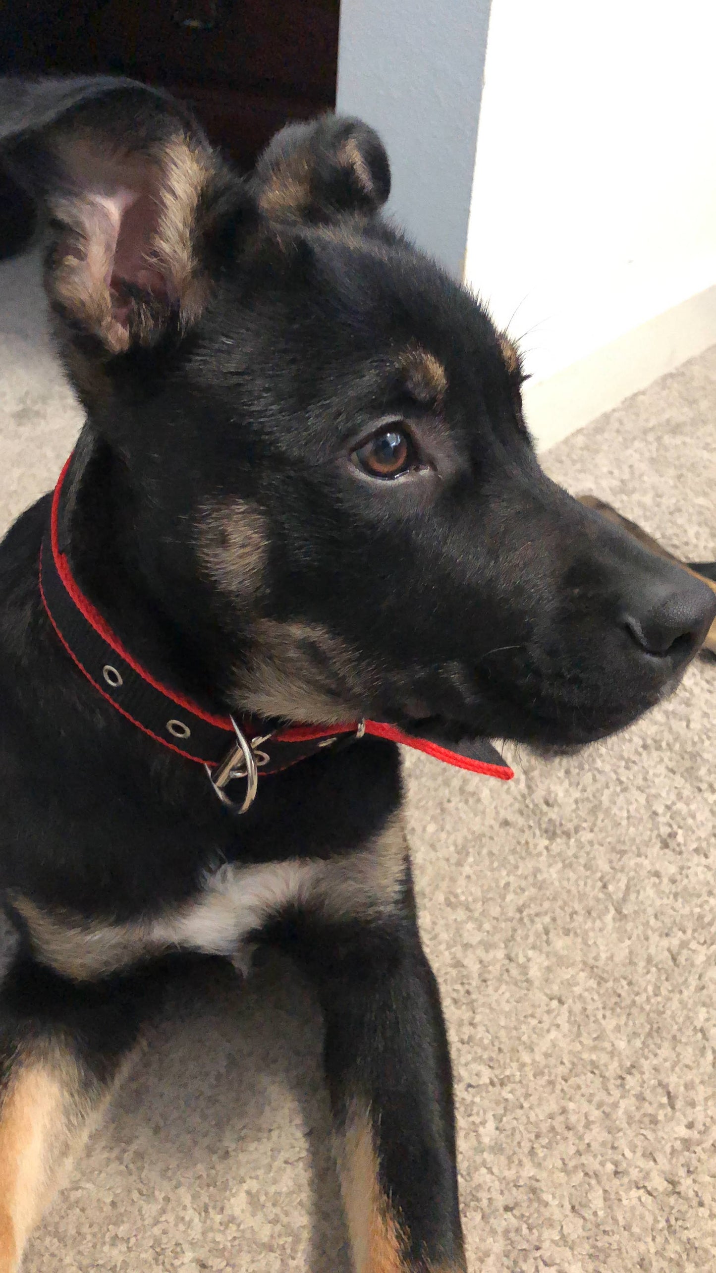 Durable Dog Collar - Red/Black - LOLO'S SHOP