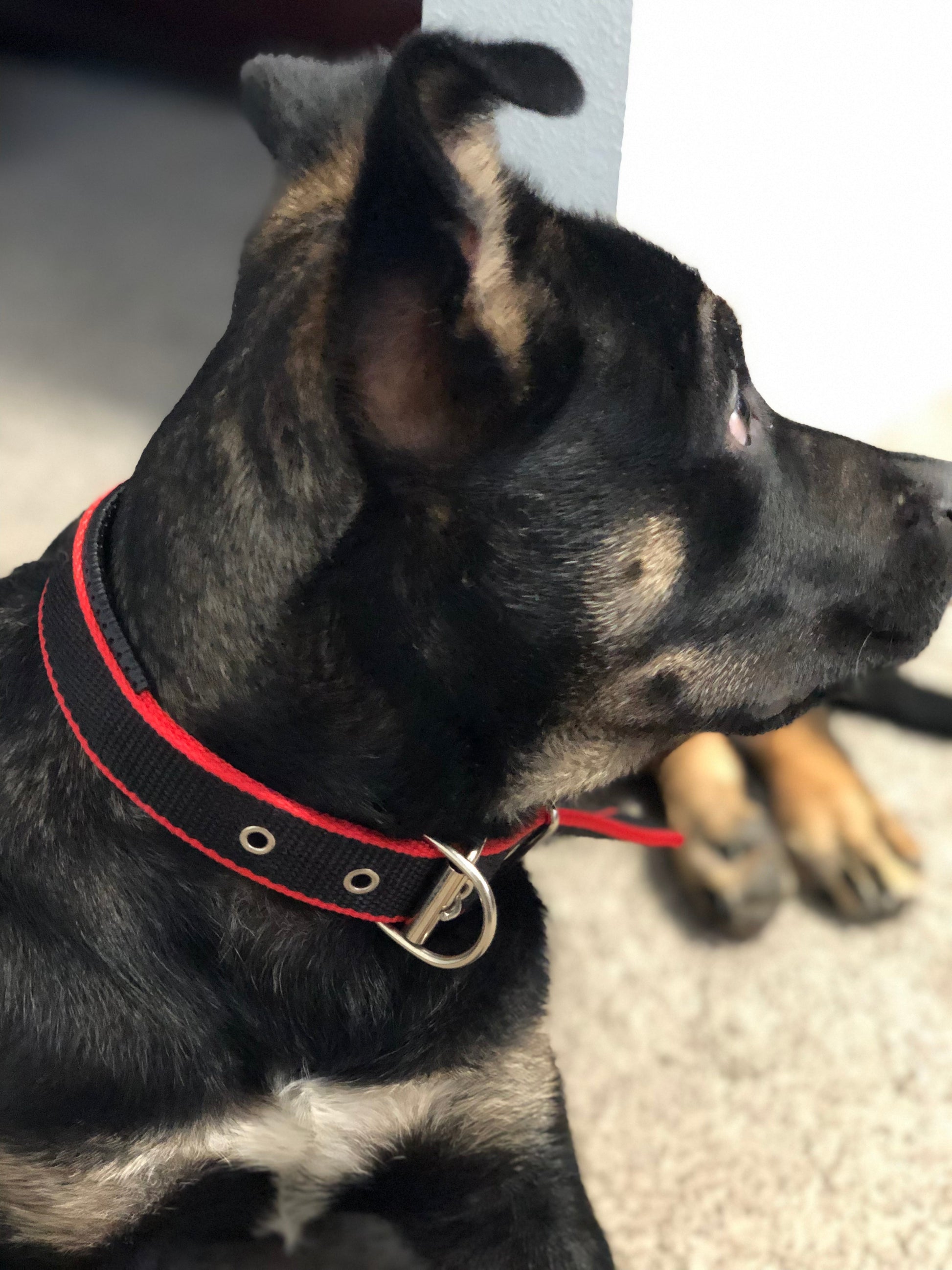 Durable Dog Collar - Red/Black - LOLO'S SHOP