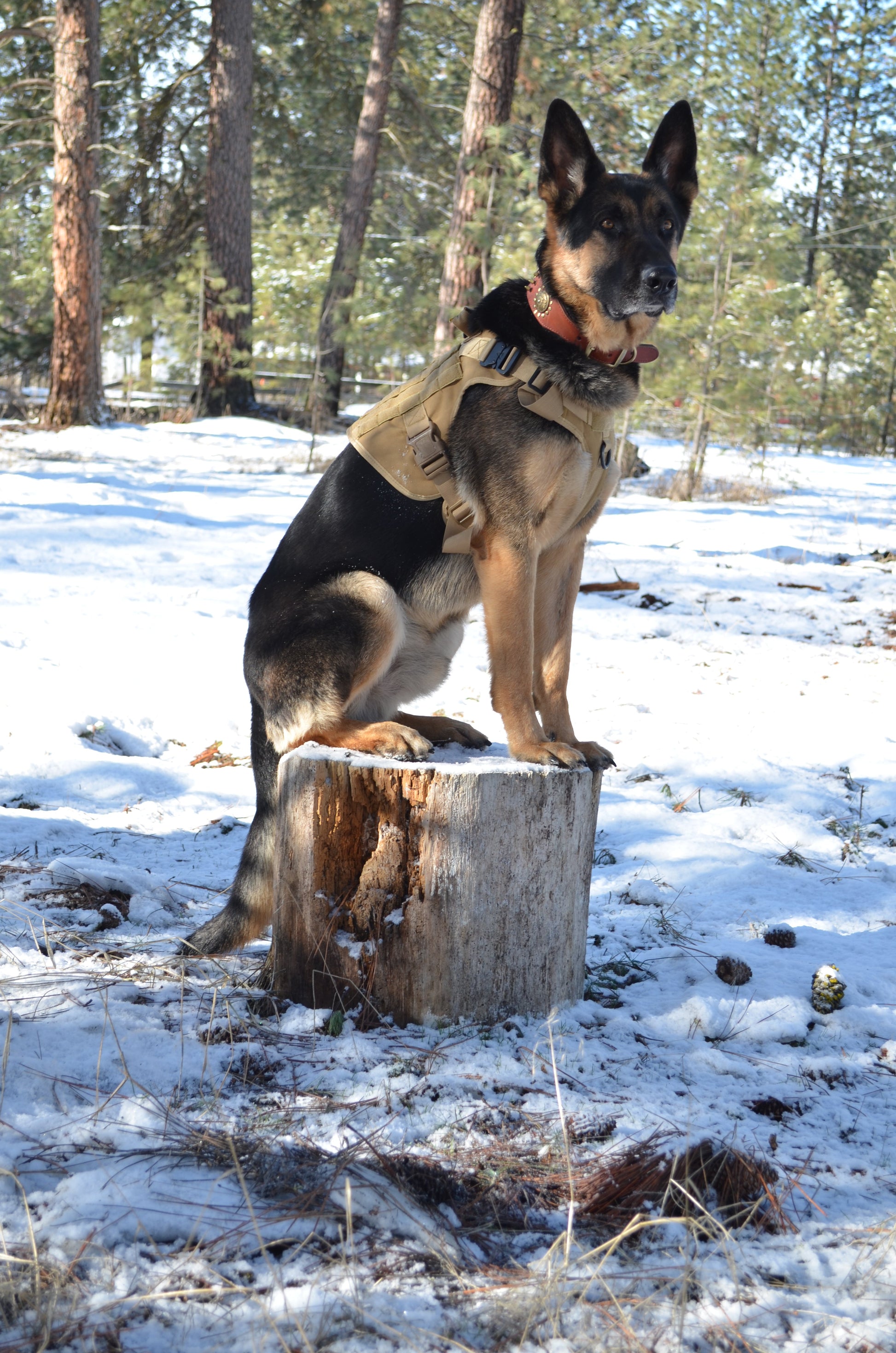Military Tactical Dog Harness, Collar & Leash — Complete Control Set - LOLO'S SHOP