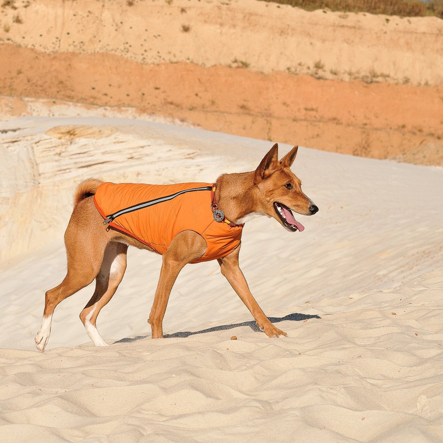 Sustainable Eco - Friendly Dog Vest — Waterproof, Windproof, 80% Recycled - LOLO'S SHOP