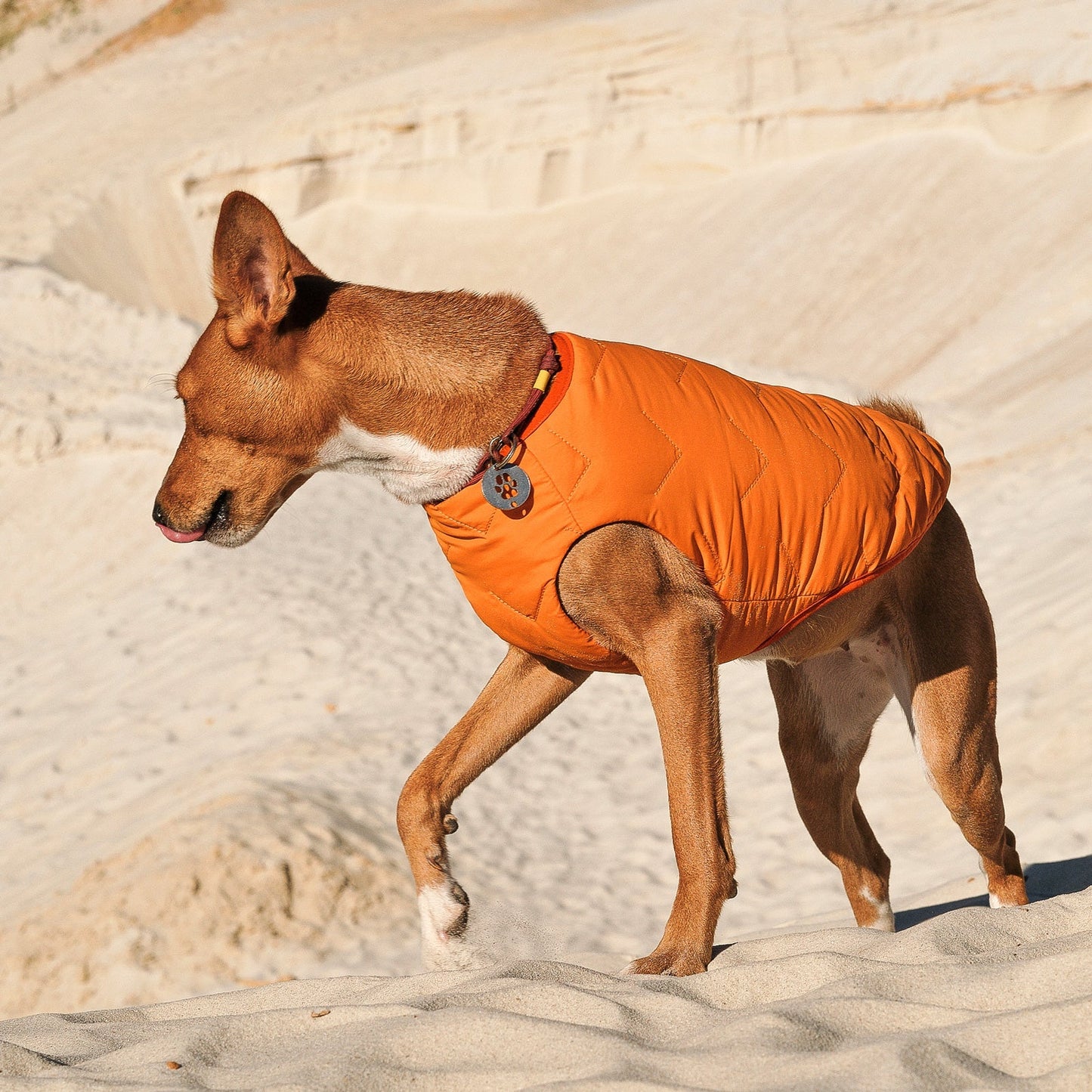 Sustainable Eco - Friendly Dog Vest — Waterproof, Windproof, 80% Recycled - LOLO'S SHOP